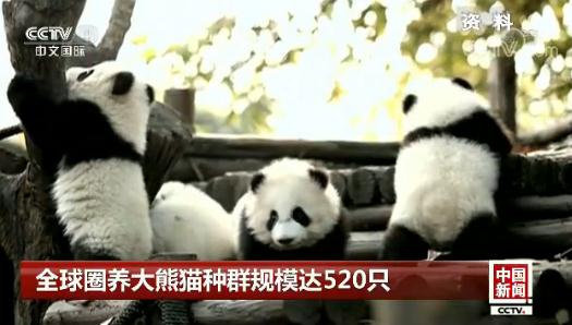 ȫȦB(yng)؈NȺҎ(gu)ģ_520ֻ