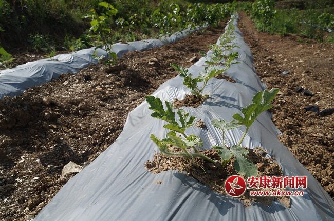 һLϲYֽB@һN ۵ă(yu)|(zh)ƷNĿǰЈϡȱۃrͨƷN.JPG