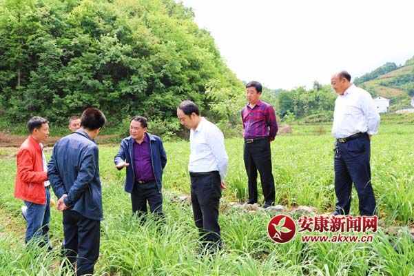 在石泉參觀黃花基地.jpg