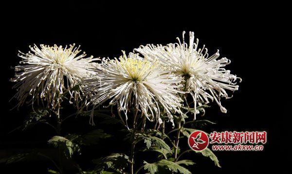 10京`ŵľջ鿶bȻһʒɪͼζɢl(f).jpg
